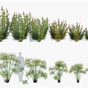 现代 草 植物花草野草