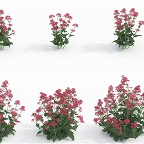 现代 植物 植物花草红缬草