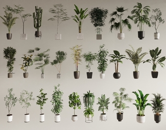 现代 盆栽 盆栽植物
