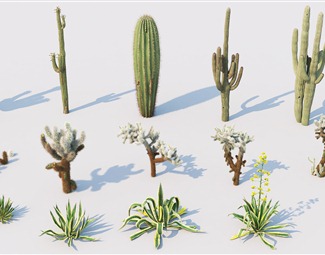 现代 植物 热带植物
