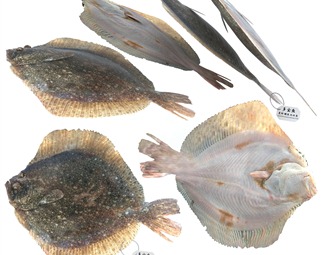 现代海洋生物