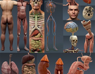 现代人体器官模型