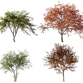 现代 山楂树 植物树木果树山楂树