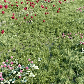 现代 草地 植物草地草坪花草三