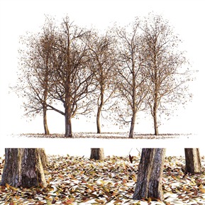 现代 树 枯树落叶