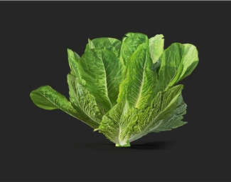 现代 蔬菜