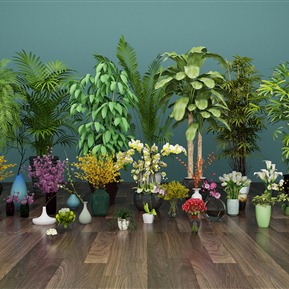 现代 盆栽 植物