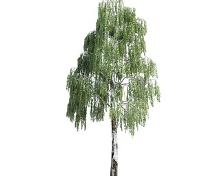 现代 树