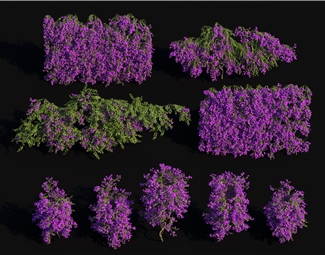 现代紫色花灌木