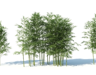 现代 竹子 园林植物 人工植被 景观树