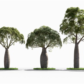 现代 树 瓶干树景观树