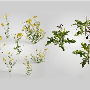 现代 植物 植物金雀儿野菊