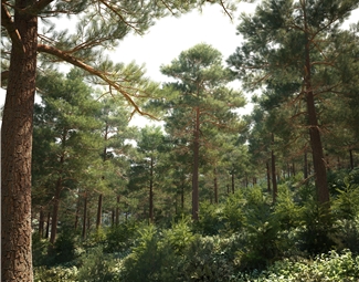 现代山林景观