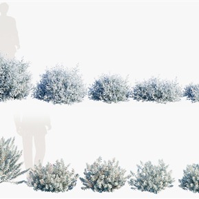 现代 植物 植物花草