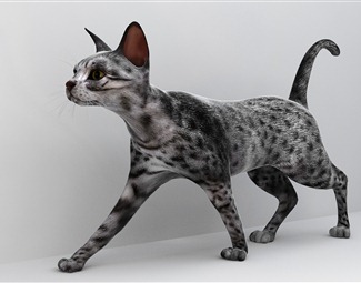 现代 猫 猫咪