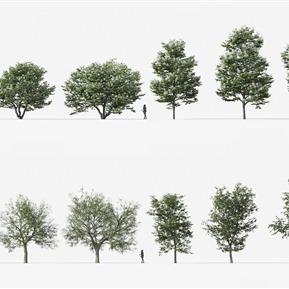 现代 树 植物树木皂角树景观树