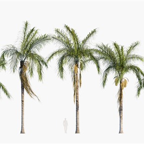 现代 棕榈树 植物树木金山葵皇后葵椰树棕榈树