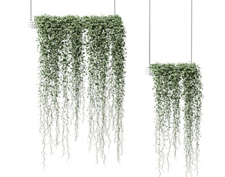 现代垂吊植物