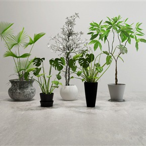 现代 盆栽 绿植组合