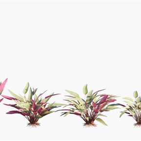 现代 植物 植物花草花卉银羽竹芋