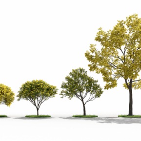 现代 树 密花相思树 合欢