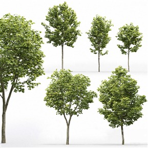 现代 树 植物树木槭树枫树槭木