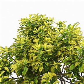 现代 树 木兰树