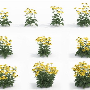 现代 花 植物花草金光菊