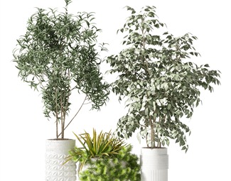 现代 盆栽 植物盆栽