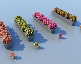 现代 盆栽 彩叶草