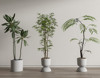 现代 盆栽 绿植盆栽 植物盆景 植物组合