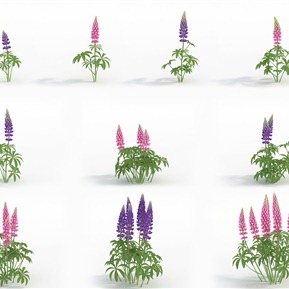 现代 植物 植物花草羽扇豆