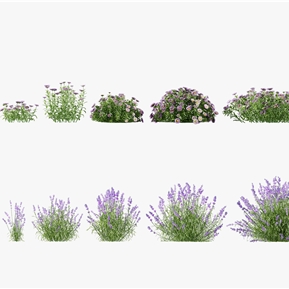 现代 花 植物花草 熏衣草 飞蓬草