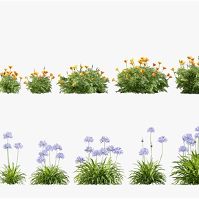 现代 花 花草百子莲 罂栗花