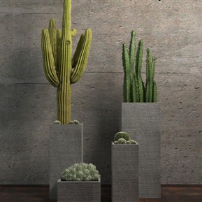 现代 盆栽 仙人掌