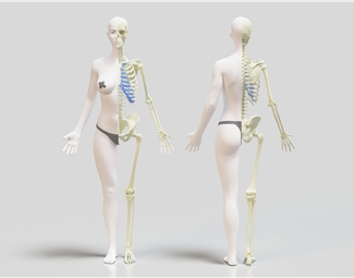 现代医学人体模型