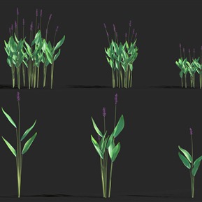 现代 植物 水竹芋 再力花