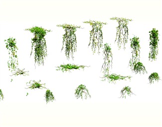现代藤曼植物