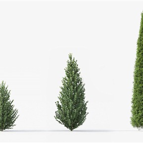 现代 树 植物 金叶日本冬青 紫衫 红豆杉