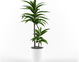 现代 盆栽 植物