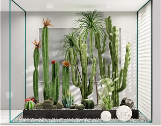 现代 仙人掌 庭院景观小品仙人掌景观植物