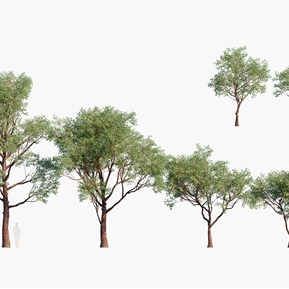 现代 树 树木盆架树