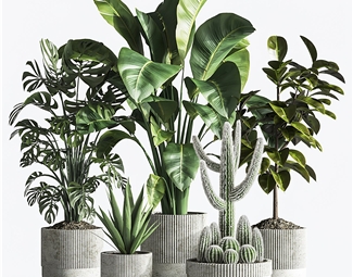 现代 盆栽 绿植植物 盆栽花盆组合 仙人掌摆件