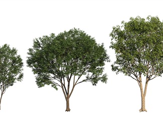 现代园林树