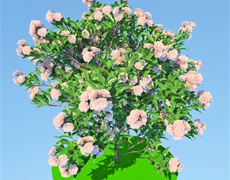 现代公园植物