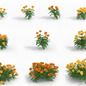 现代 花 植物花草万寿菊