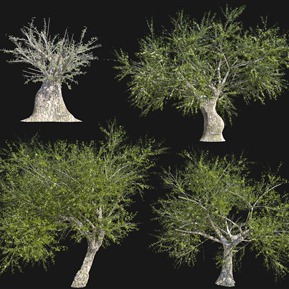 现代 树 橄榄树