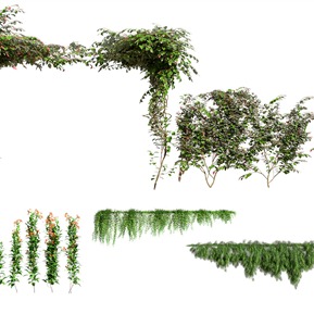 现代 植物 花草花卉 縢蔓植物