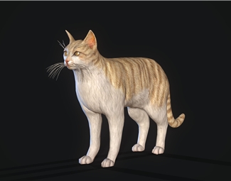 现代中华猫