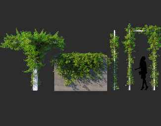 现代爬墙植物